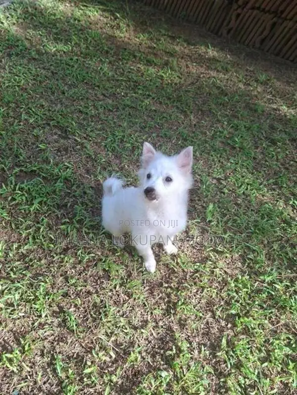 Lion Pomeranian Puppies