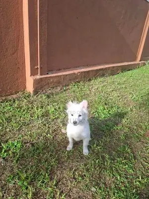 Lion Pomeranian Puppies