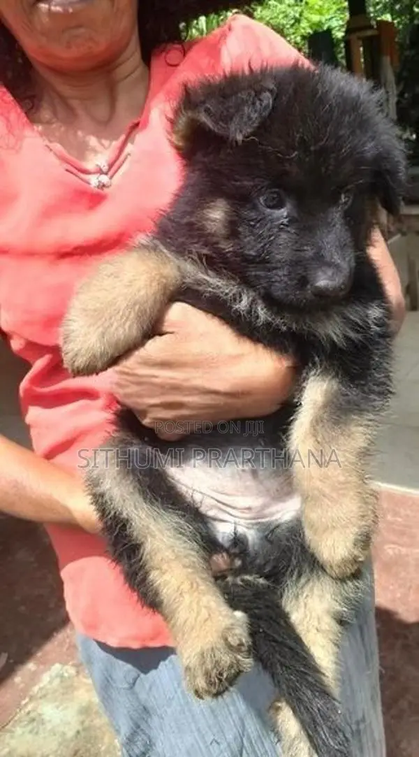German Shepherd Puppy