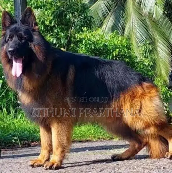 German Shepherd Puppy