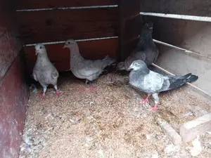 Pigeons