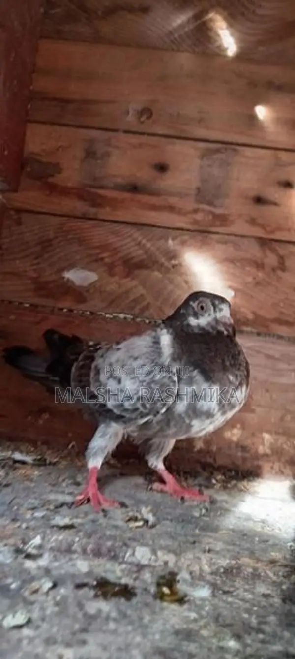 Pigeons