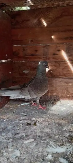 Pigeons