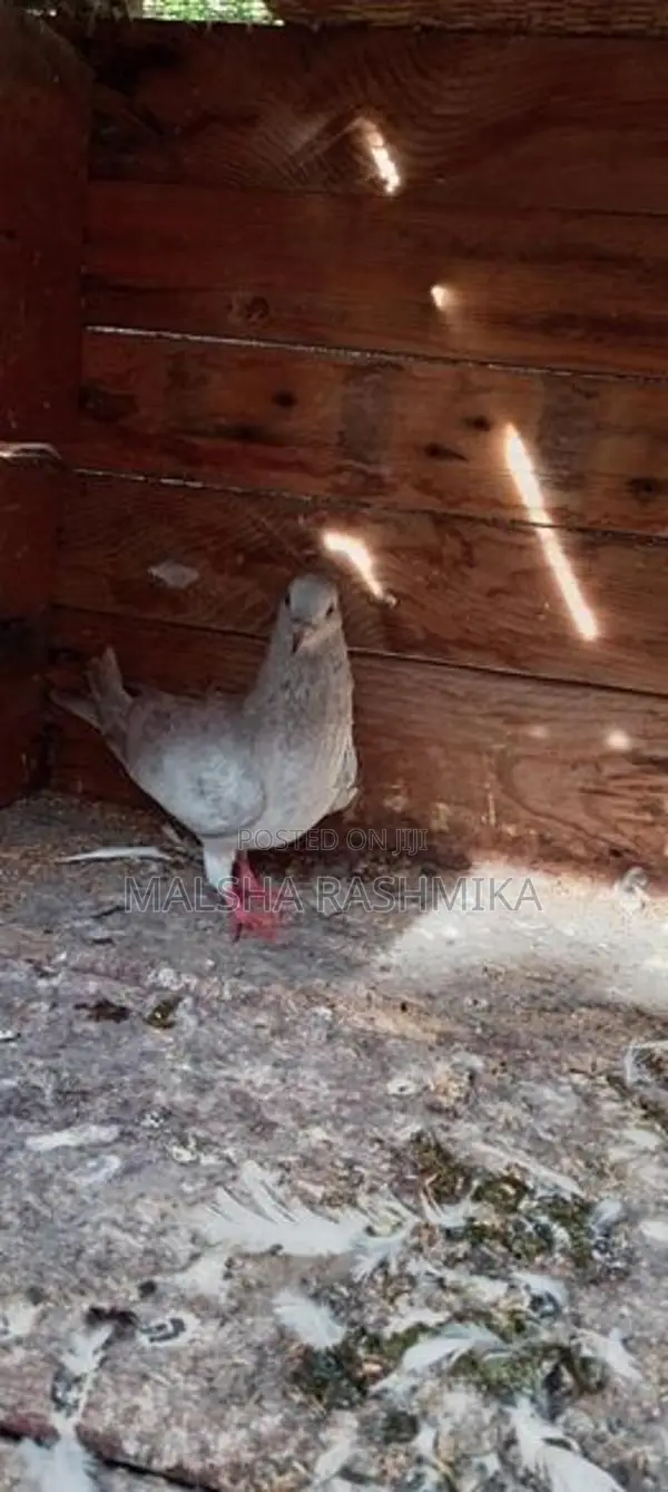 Pigeons