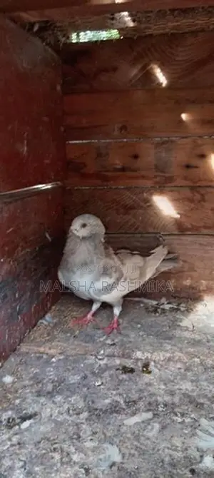 Pigeons
