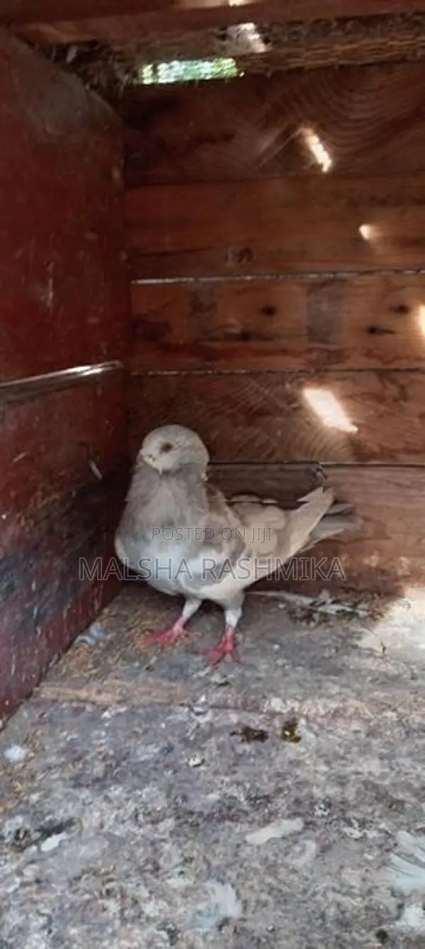 Pigeons