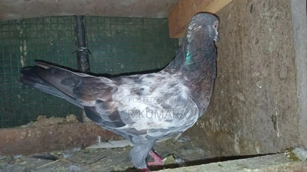 පරවි