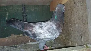 පරවි
