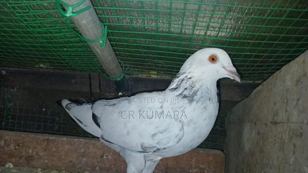 පරවි