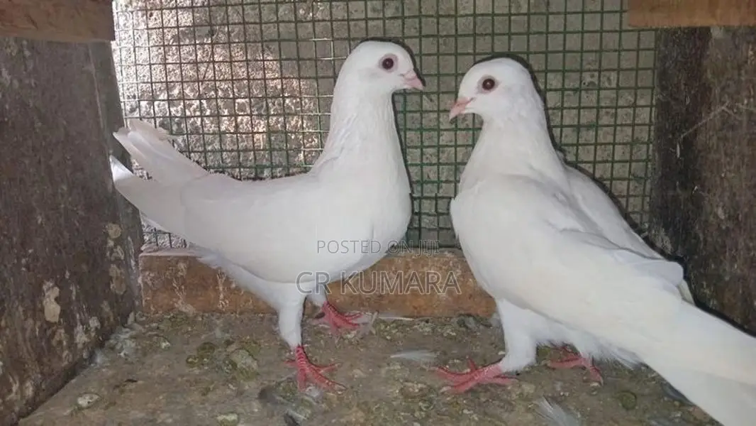 පරවි
