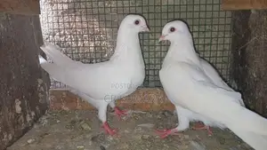 පරවි