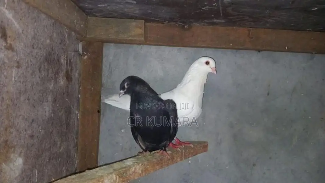 පරවි