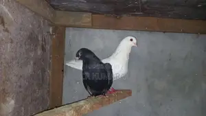 පරවි