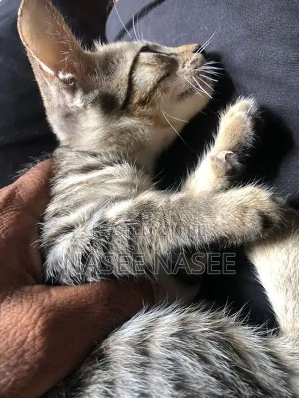 Tiger Cat