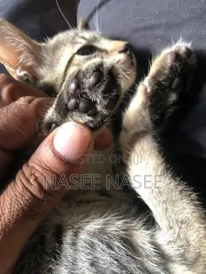 Tiger Cat