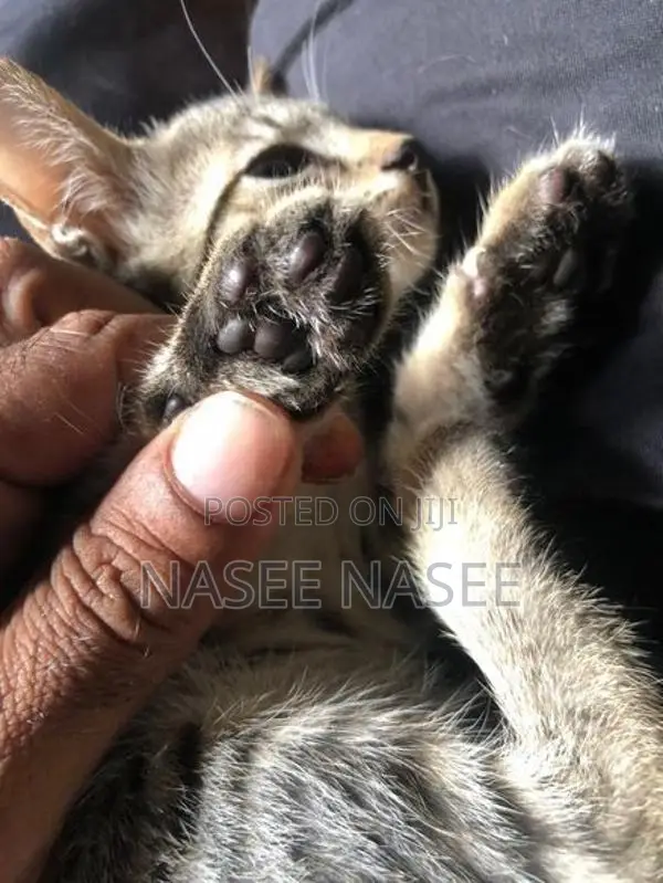 Tiger Cat