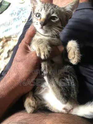 Tiger Cat