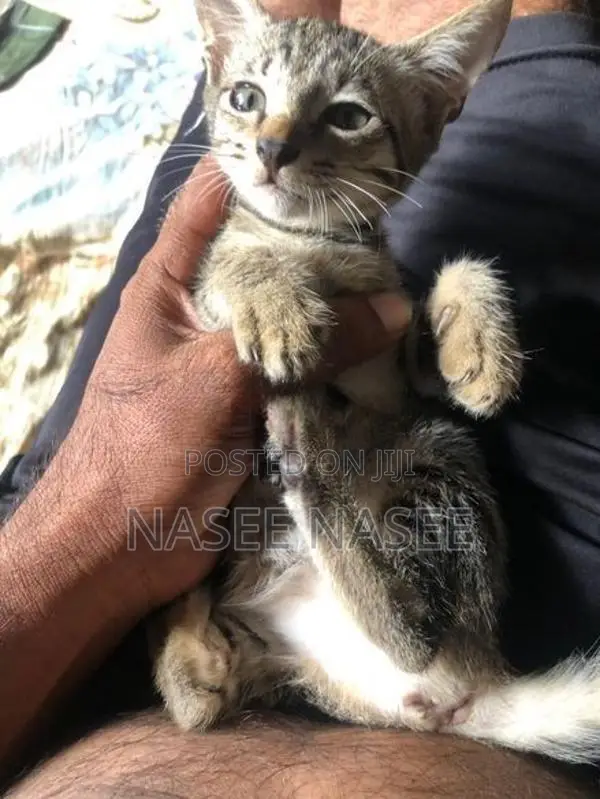 Tiger Cat