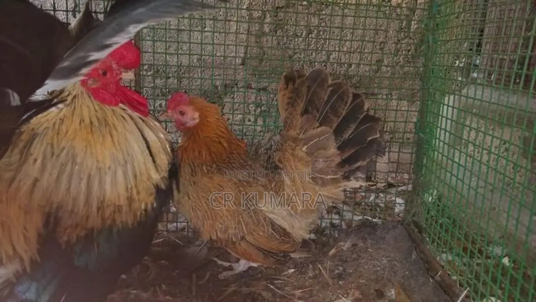 කුකුළු