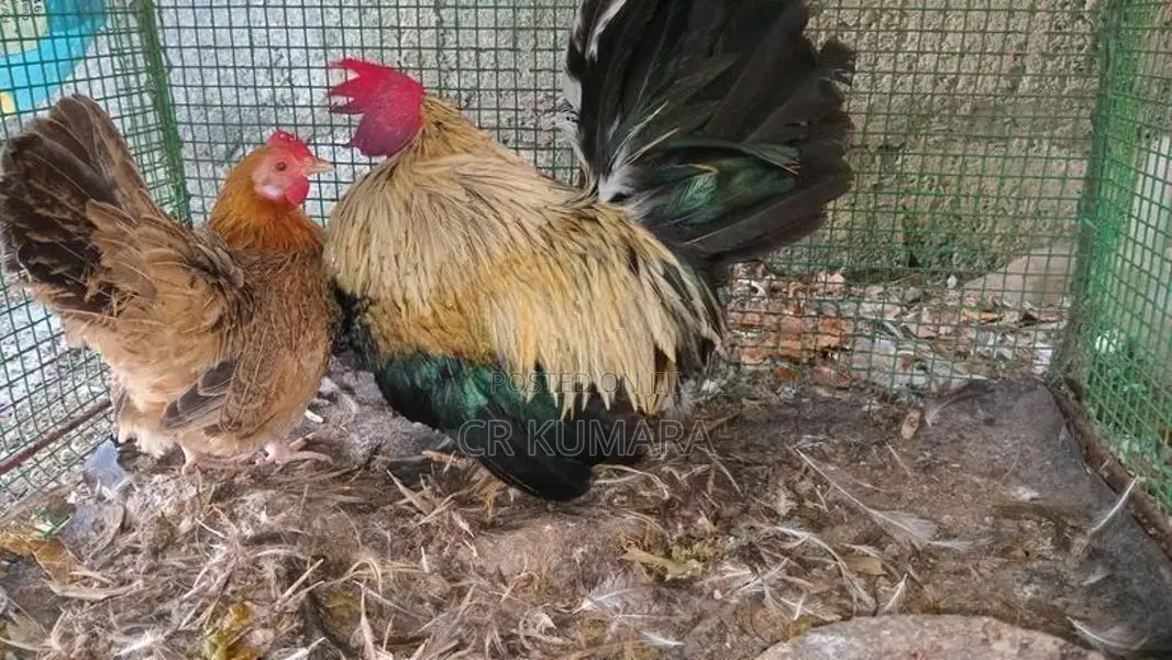 කුකුළු