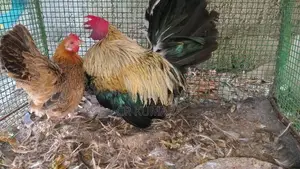 කුකුළු