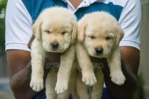 Labrador Retriever Puppy