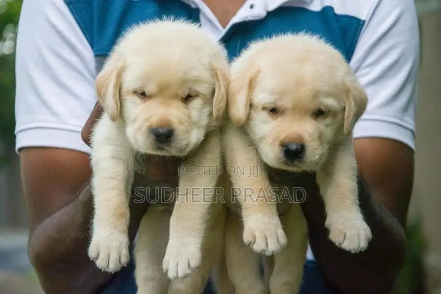 Labrador Retriever Puppy