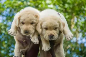 Labrador Retriever Puppy