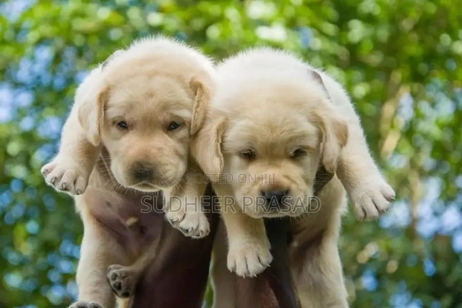 Labrador Retriever Puppy