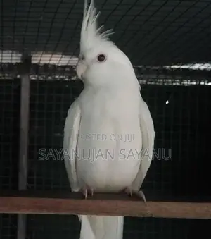 Cocktail Birds