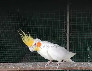 Cocktail Birds