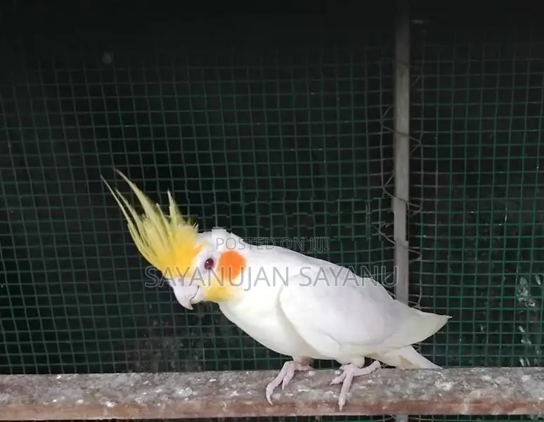 Cocktail Birds
