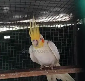 Cocktail Birds