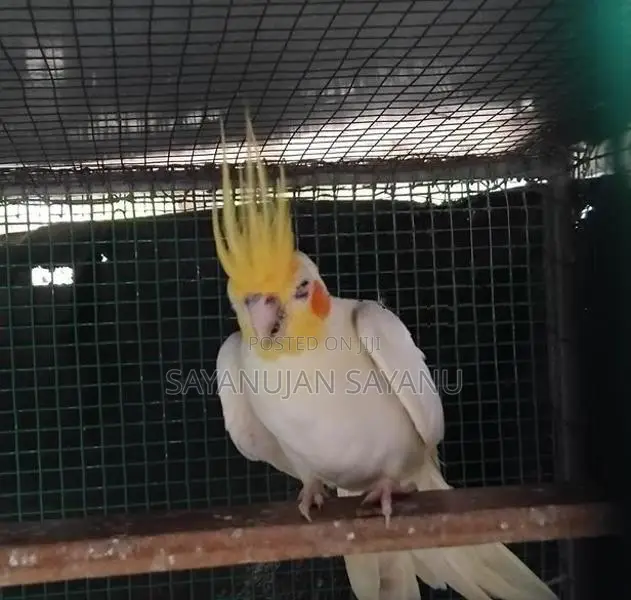 Cocktail Birds