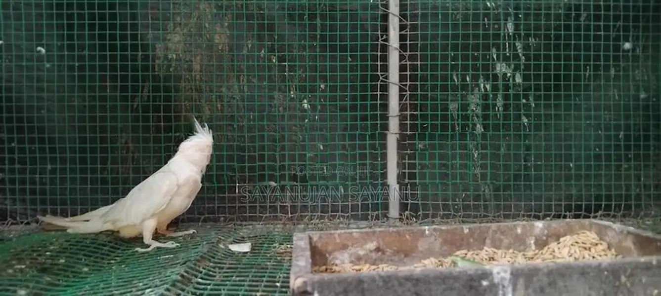 Cocktail Birds