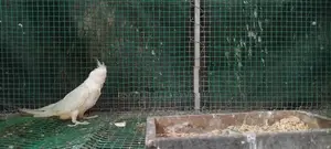 Cocktail Birds