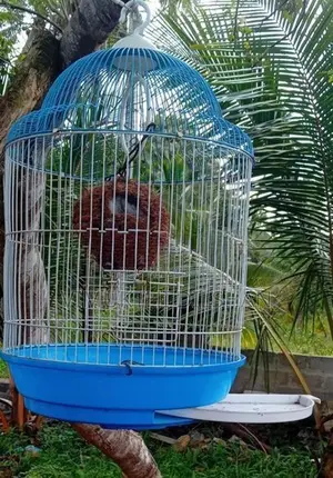 Bird Cage