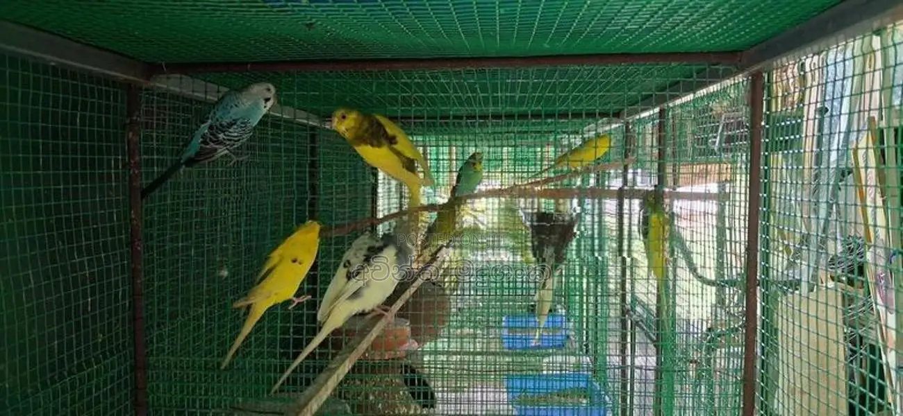 ලව්බර්ඩ්