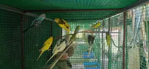 ලව්බර්ඩ්