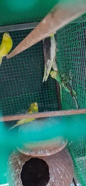 ලව්බර්ඩ්