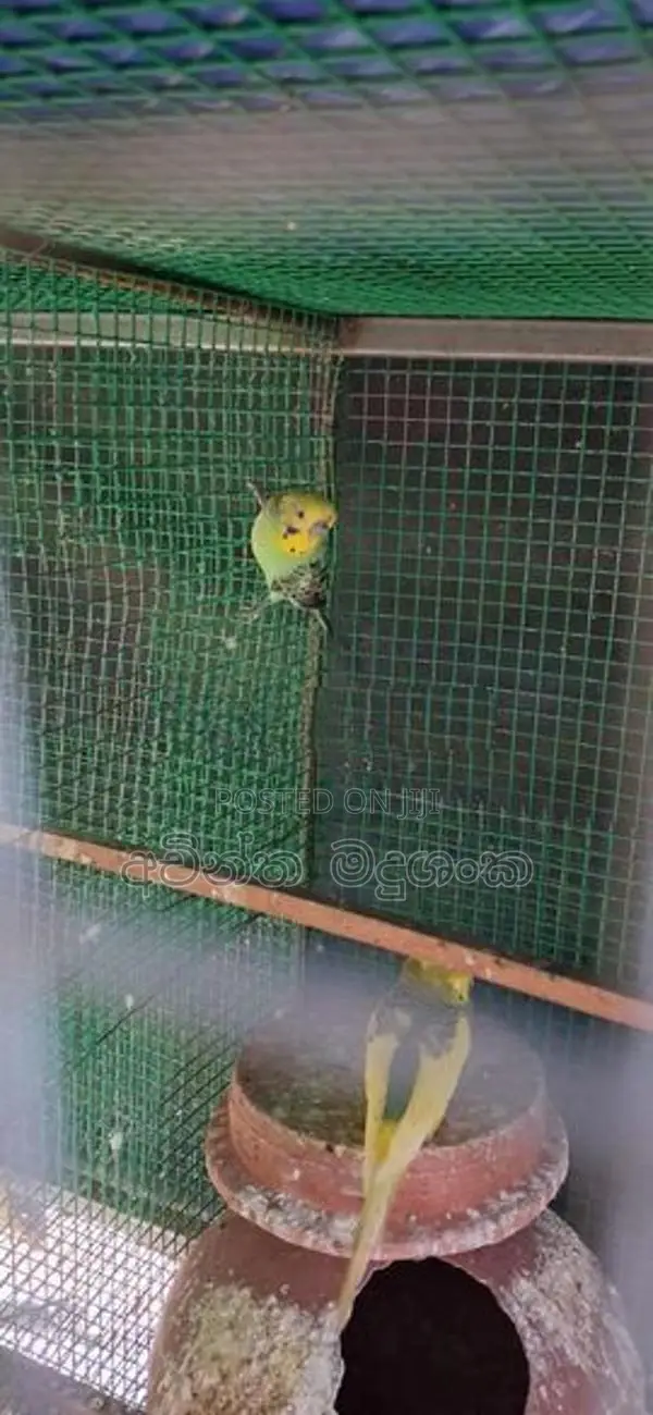 ලව්බර්ඩ්