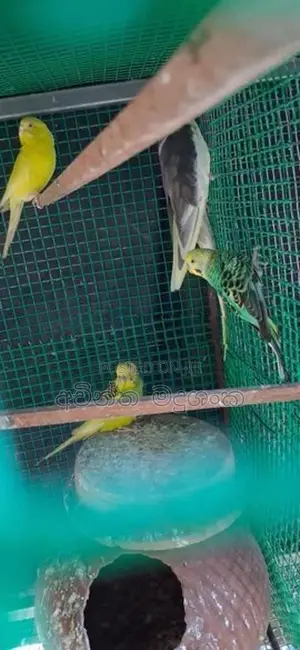 ලව්බර්ඩ්