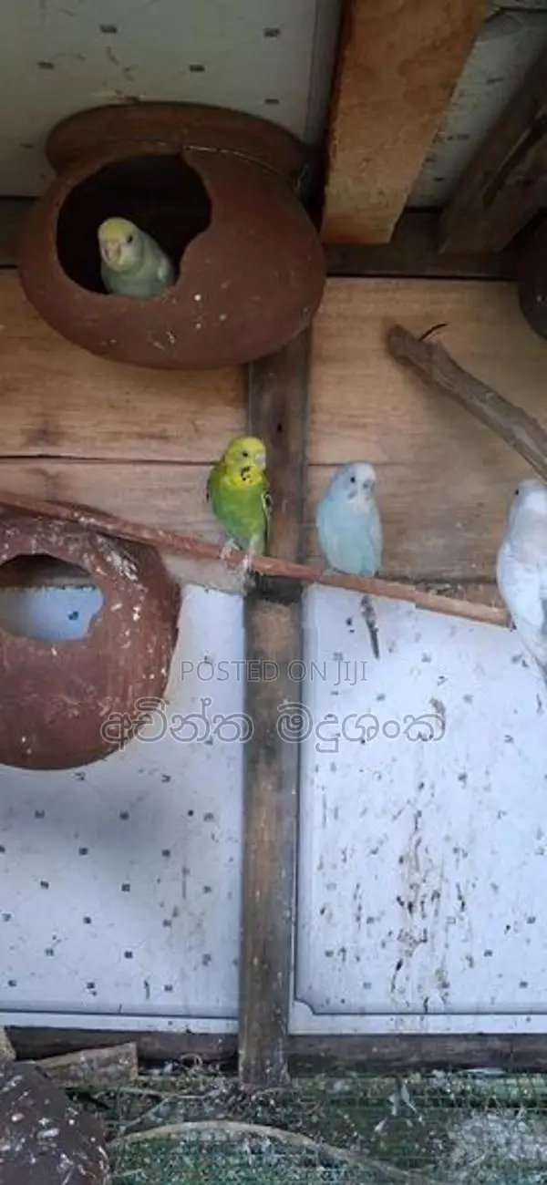 ලව්බර්ඩ්