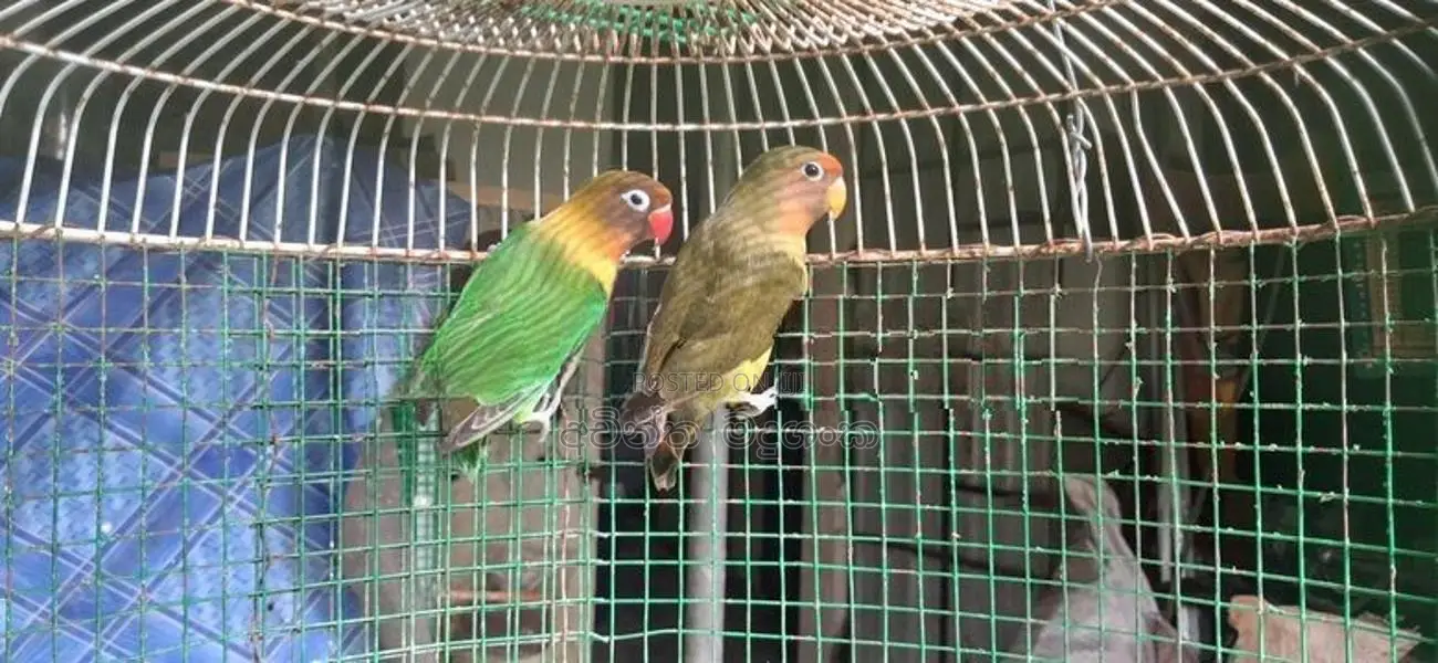 අප්‍රිකල් ඔබට