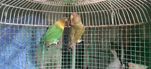 අප්‍රිකල් ඔබට