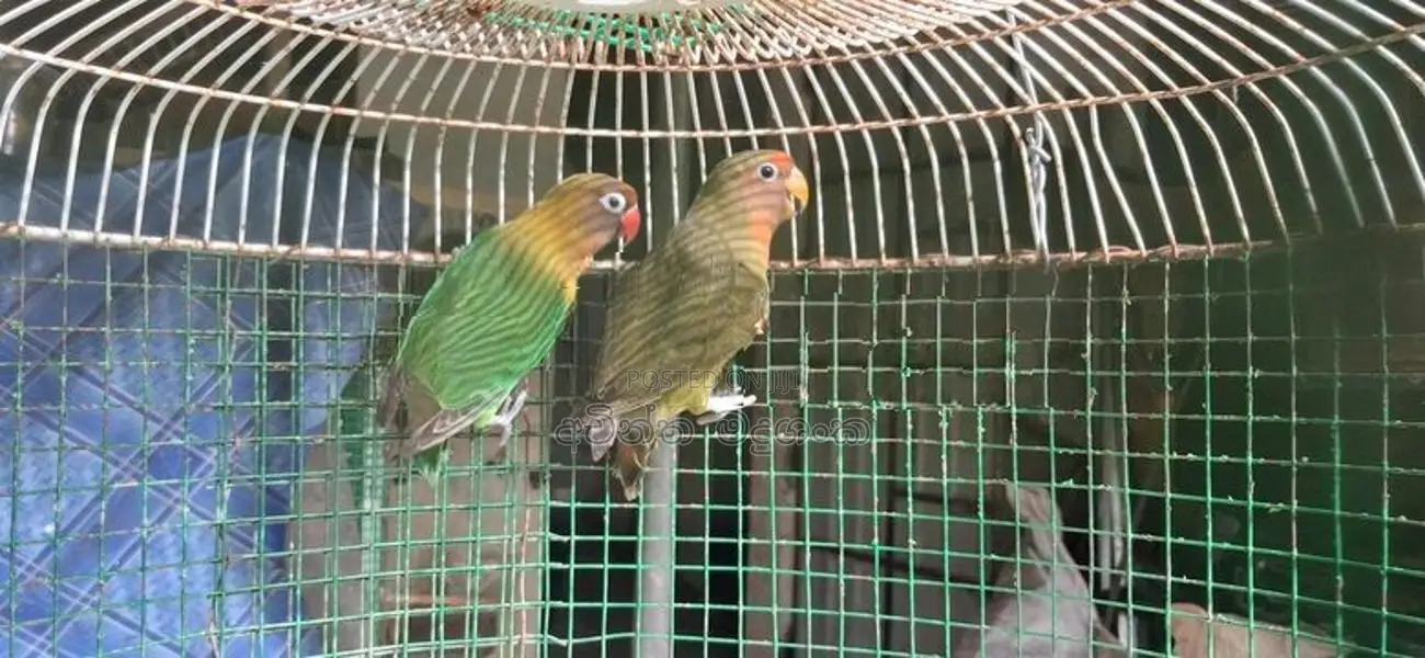 අප්‍රිකල් ඔබට