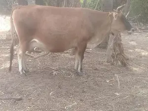 Milk Cow