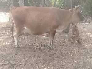 Milk Cow