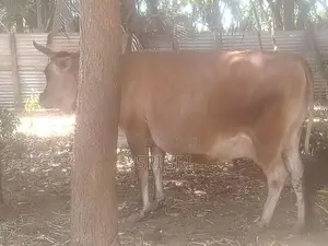 Milk Cow