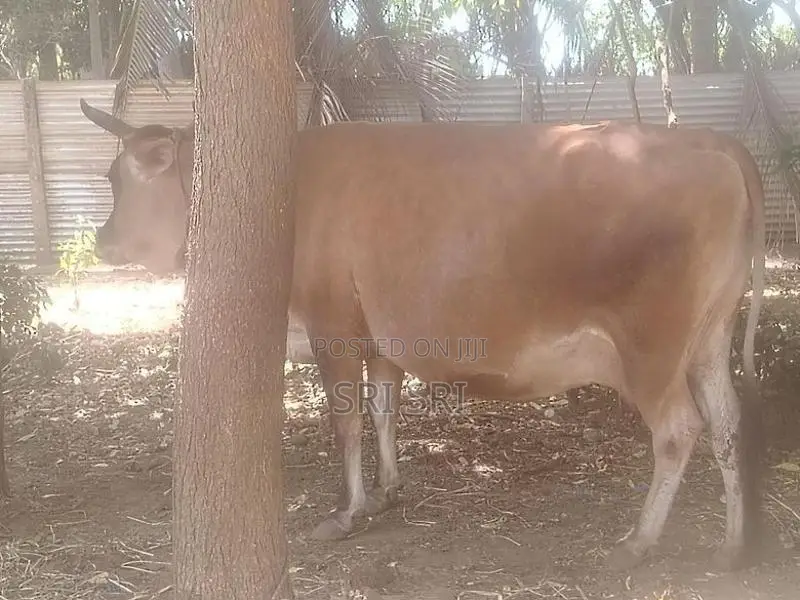 Milk Cow